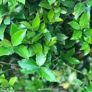 Meet your Posher, Razan